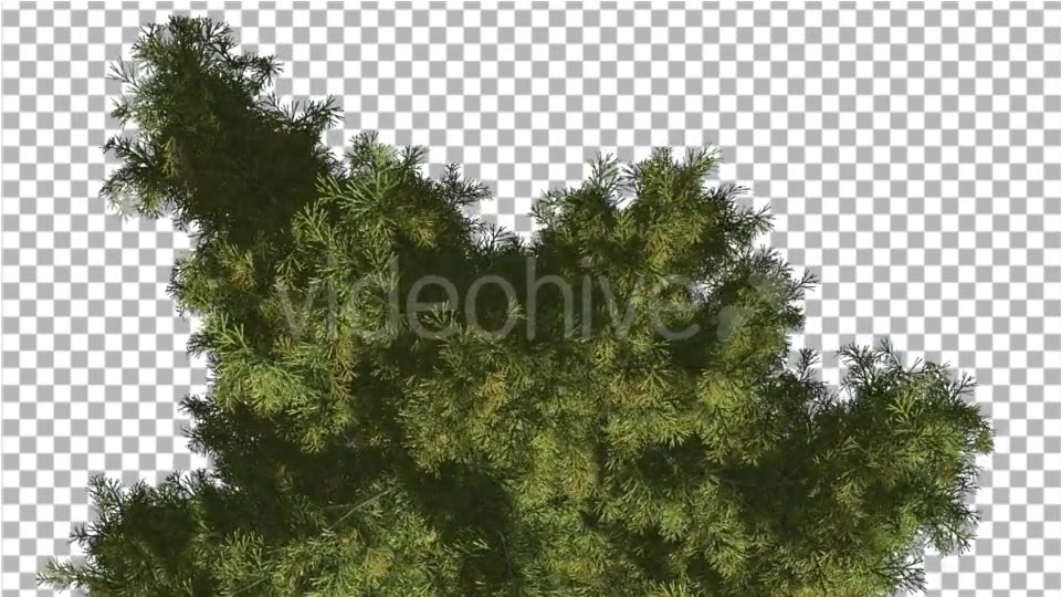 Alaska Cedar Top Down Tree is Swaying at The Wind - Download Videohive 14754158