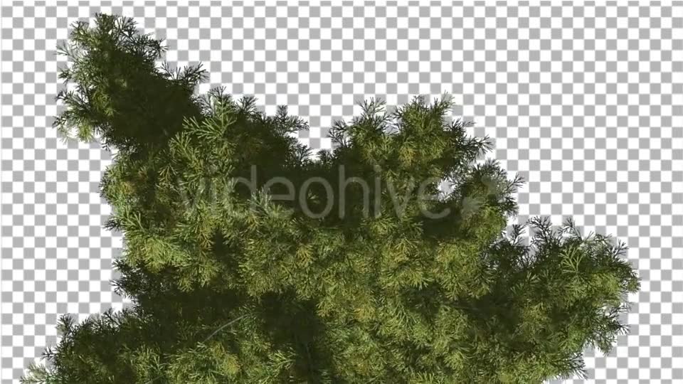 Alaska Cedar Top Down Tree is Swaying at The Wind - Download Videohive 14754158