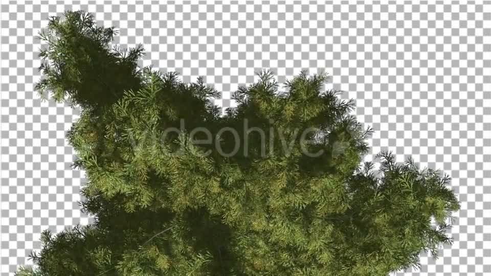 Alaska Cedar Top Down Tree is Swaying at The Wind - Download Videohive 14754158