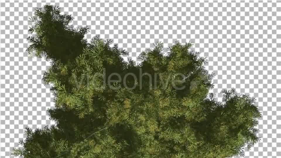 Alaska Cedar Top Down Tree is Swaying at The Wind - Download Videohive 14754158