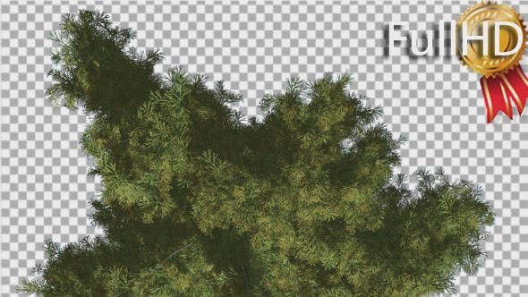 Alaska Cedar Top Down Tree is Swaying at The Wind - Download Videohive 14754158