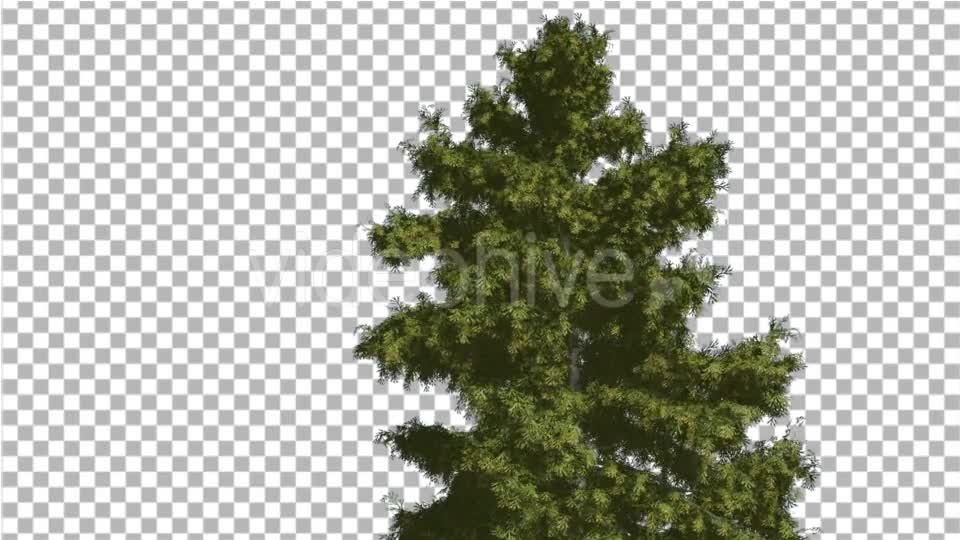 Alaska Cedar Tree is Swaying at The Wind - Download Videohive 14750634