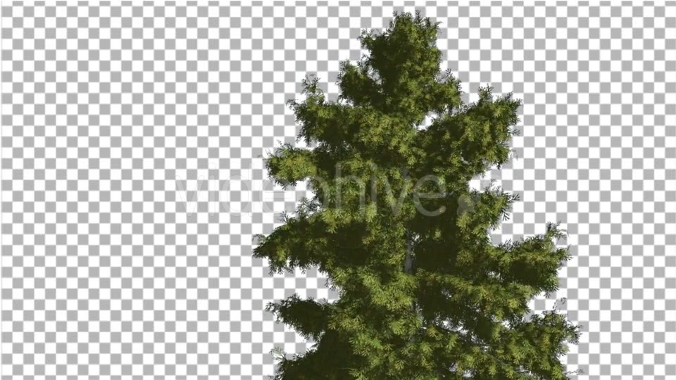 Alaska Cedar Tree is Swaying at The Wind - Download Videohive 14750634