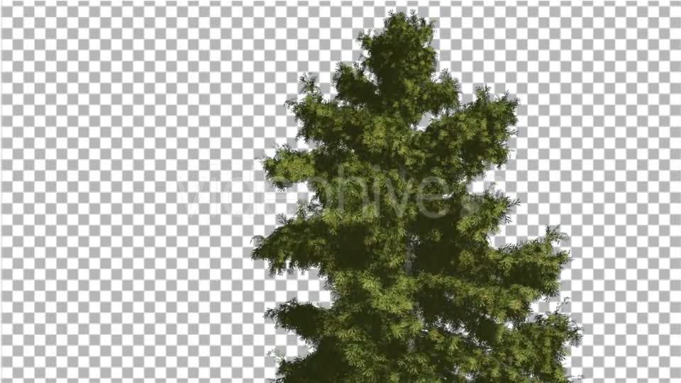 Alaska Cedar Tree is Swaying at The Wind - Download Videohive 14750634