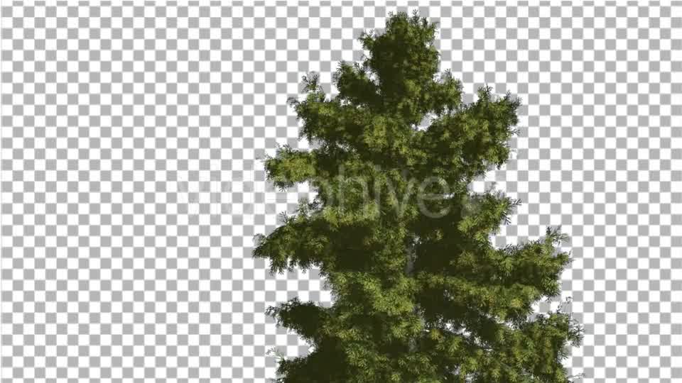 Alaska Cedar Tree is Swaying at The Wind - Download Videohive 14750634