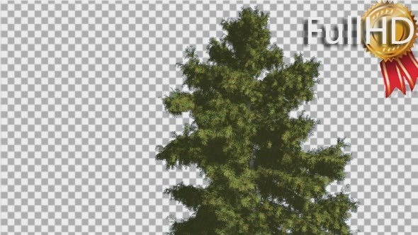 Alaska Cedar Tree is Swaying at The Wind - Download Videohive 14750634