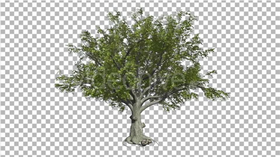 American Beech Fagus Grandifolia Tree Branches - Download Videohive 14880982