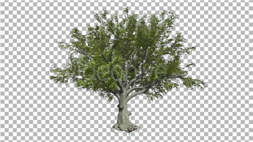 American Beech Fagus Grandifolia Tree Branches - Download Videohive 14880982