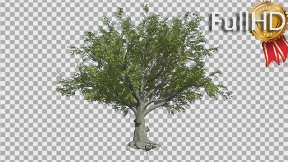 American Beech Fagus Grandifolia Tree Branches - Download Videohive 14880982