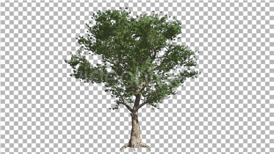 American Sycamore Swaying Tree Branches - Download Videohive 13858669