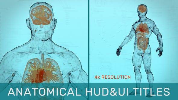 Anatomical HUD&UI Titles - Download 31538280 Videohive