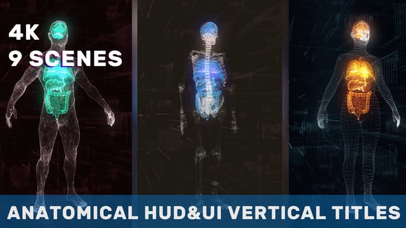 Anatomical Vertical HUD UI Titles - Download 36051112 Videohive