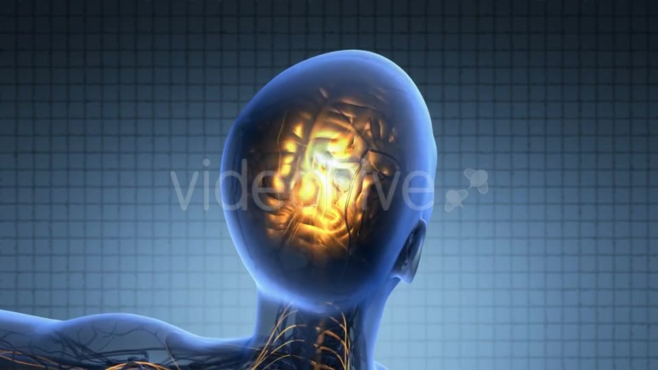Anatomy Of Human Brain - Download Videohive 18483250