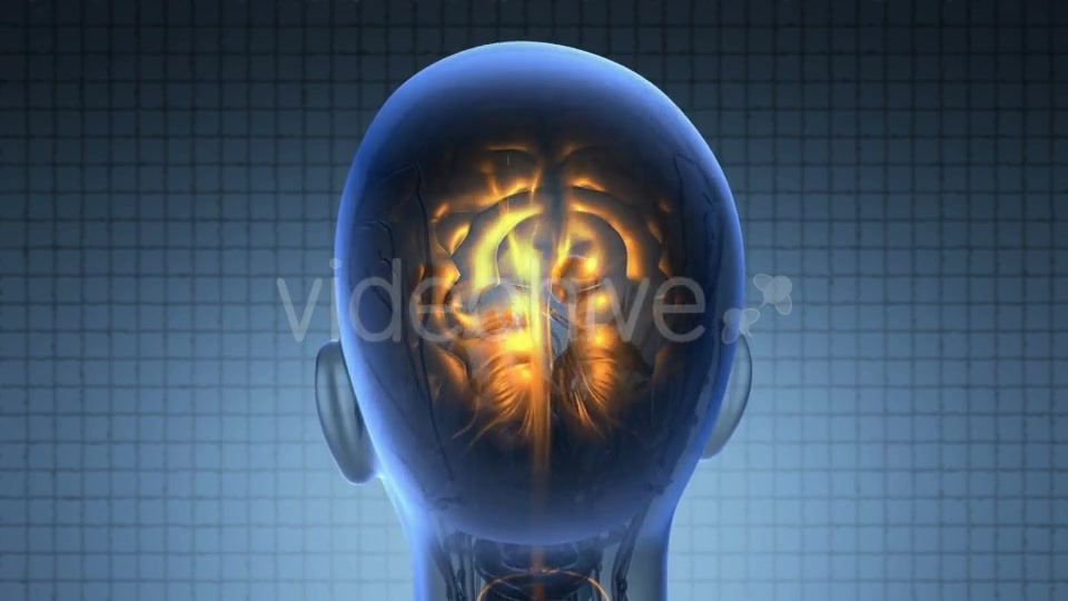 Anatomy Of Human Brain - Download Videohive 18483250