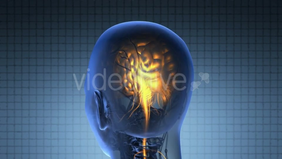 Anatomy Of Human Brain - Download Videohive 18483250