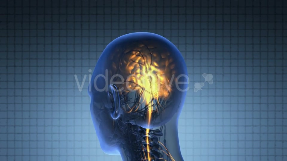 Anatomy Of Human Brain - Download Videohive 18483250