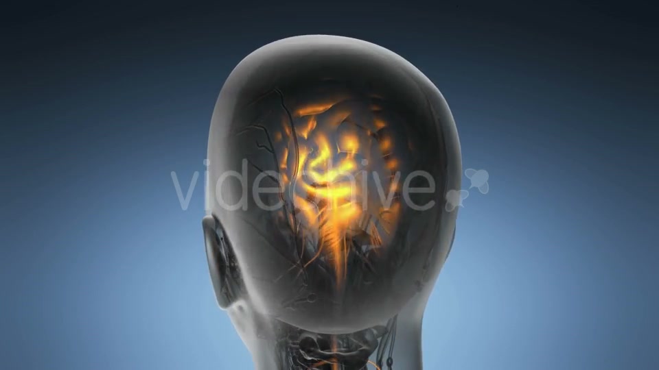 Anatomy of Human Brain - Download Videohive 18953120