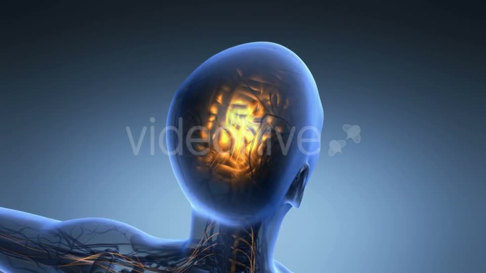 Anatomy of Human Brain - Download Videohive 19453955
