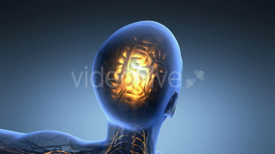 Anatomy of Human Brain - Download Videohive 19453955