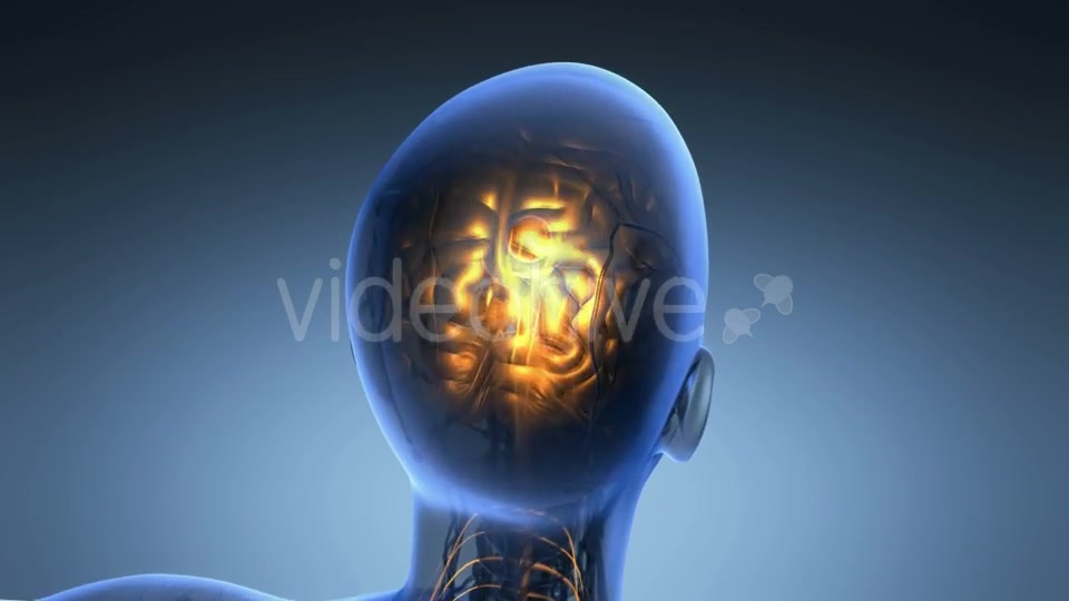 Anatomy of Human Brain - Download Videohive 19453955