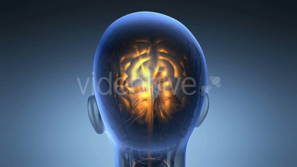 Anatomy of Human Brain - Download Videohive 19453955