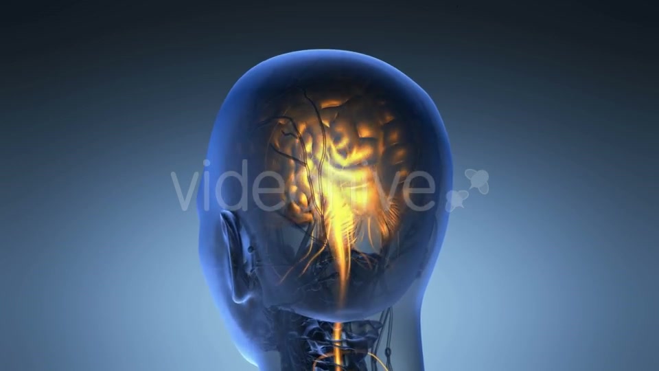 Anatomy of Human Brain - Download Videohive 19453955