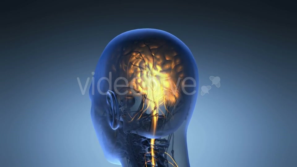 Anatomy of Human Brain - Download Videohive 19453955