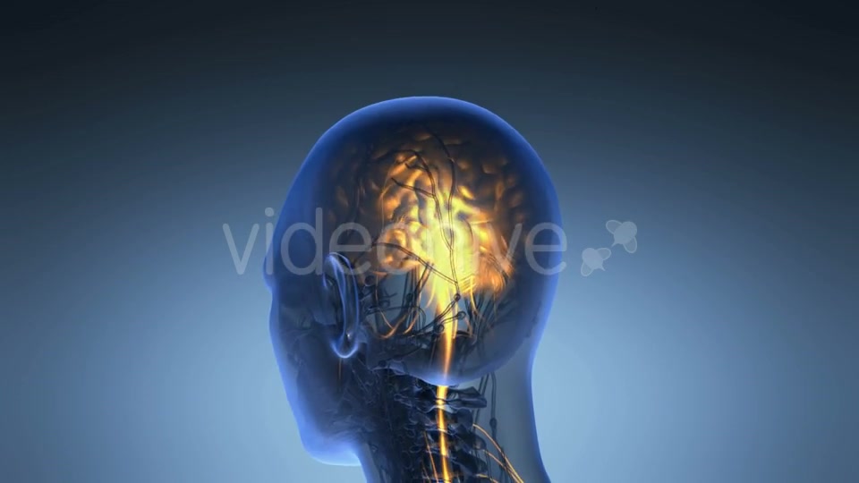 Anatomy of Human Brain - Download Videohive 19453955