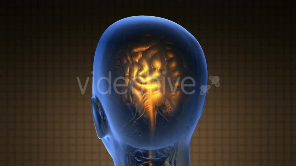 Anatomy of Human Brain - Download Videohive 19518962