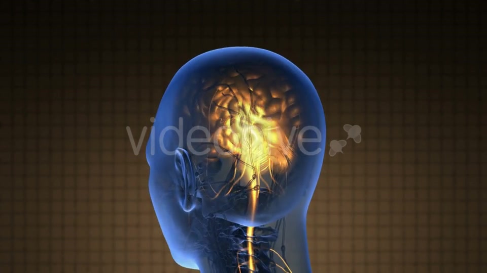 Anatomy of Human Brain - Download Videohive 19518962