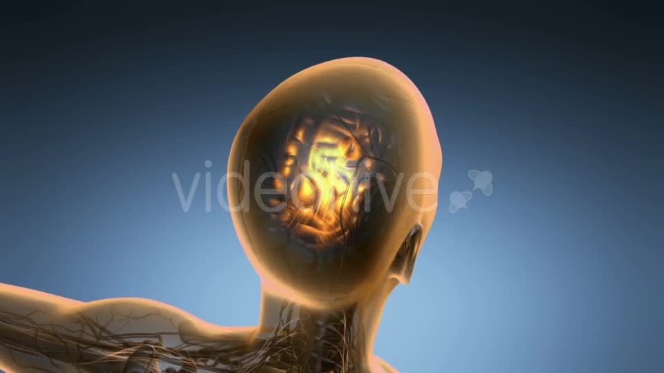 Anatomy of Human Brain - Download Videohive 19518979