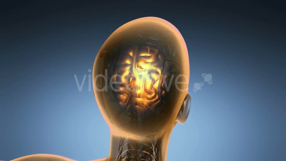 Anatomy of Human Brain - Download Videohive 19518979
