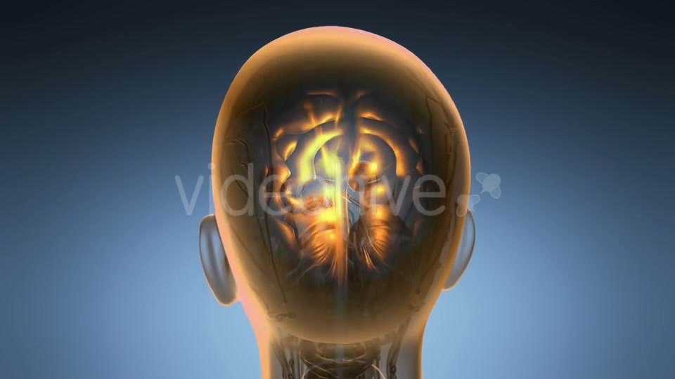 Anatomy of Human Brain - Download Videohive 19518979