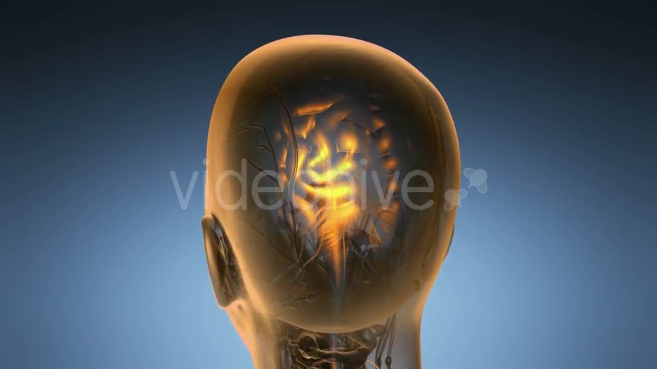 Anatomy of Human Brain - Download Videohive 19518979