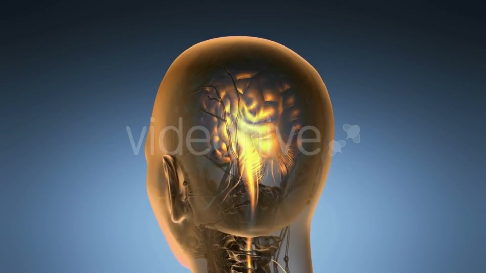 Anatomy of Human Brain - Download Videohive 19518979