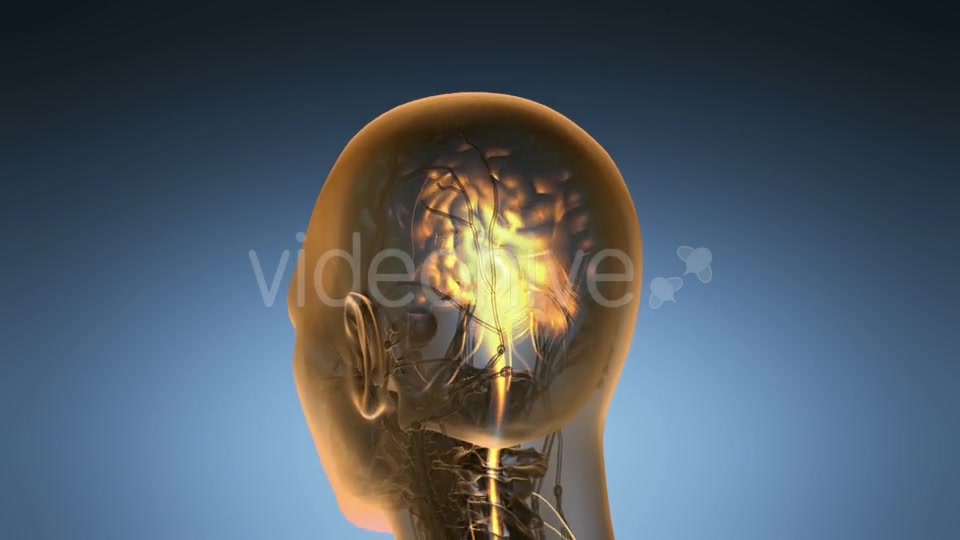 Anatomy of Human Brain - Download Videohive 19518979