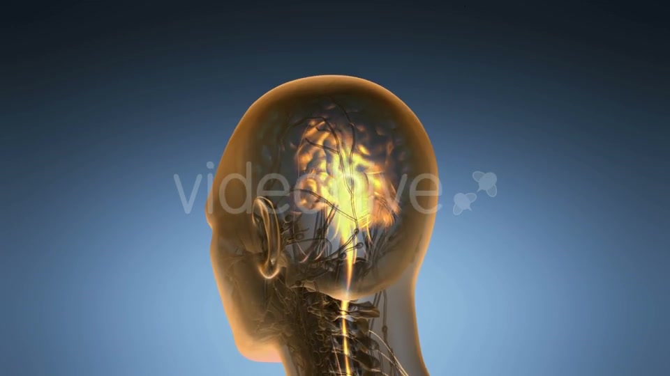 Anatomy of Human Brain - Download Videohive 19518979