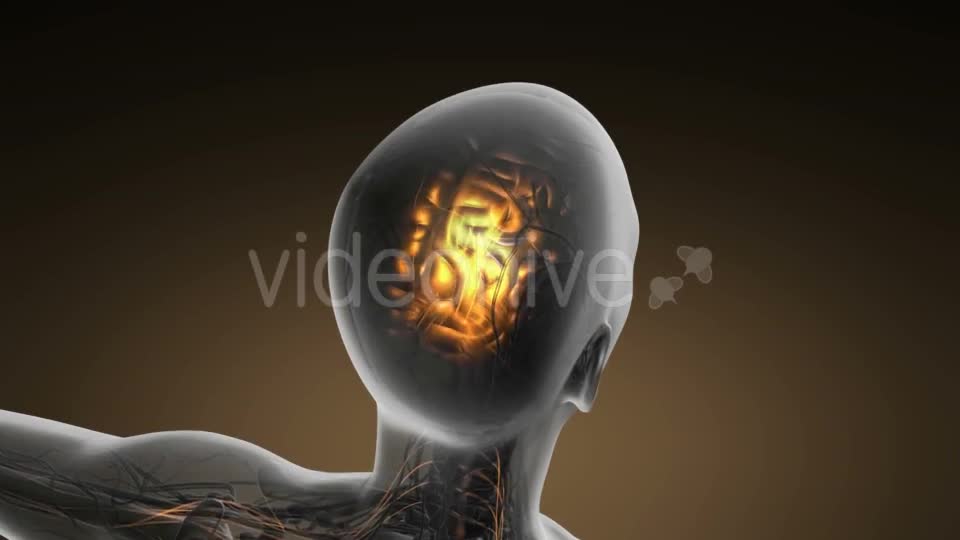 Anatomy of Human Brain - Download Videohive 19893109
