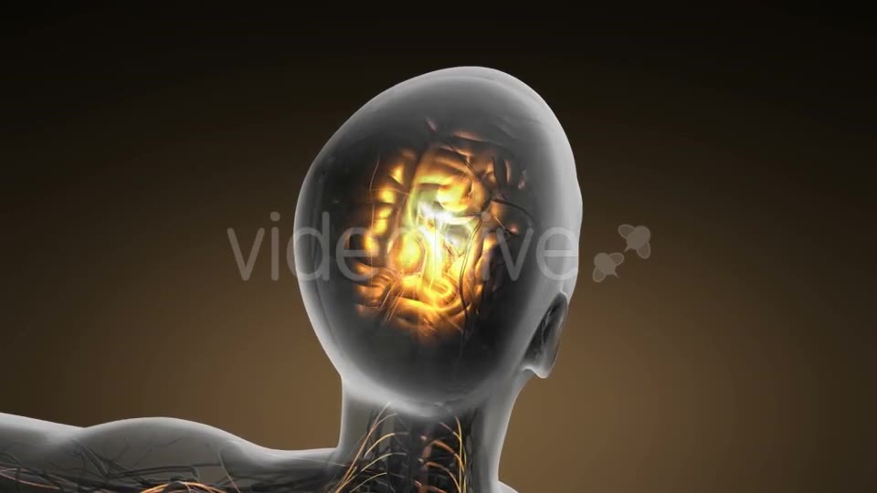 Anatomy of Human Brain - Download Videohive 19893109