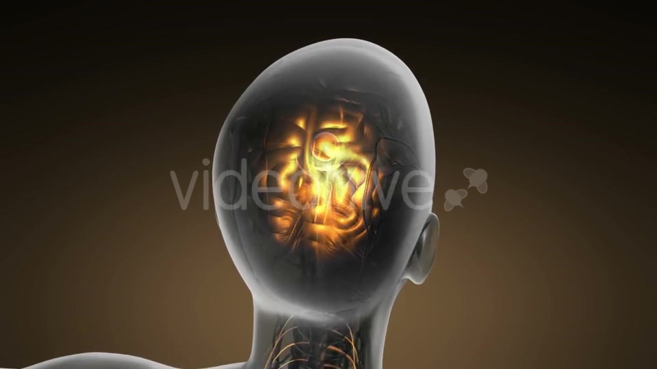 Anatomy of Human Brain - Download Videohive 19893109