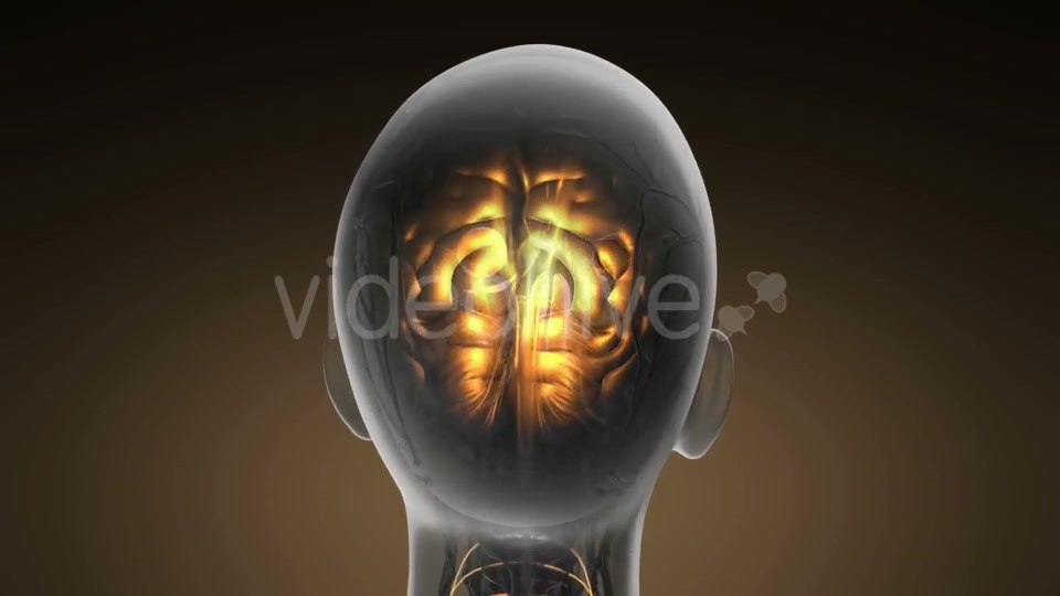 Anatomy of Human Brain - Download Videohive 19893109