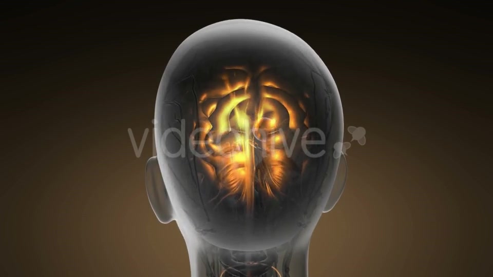 Anatomy of Human Brain - Download Videohive 19893109