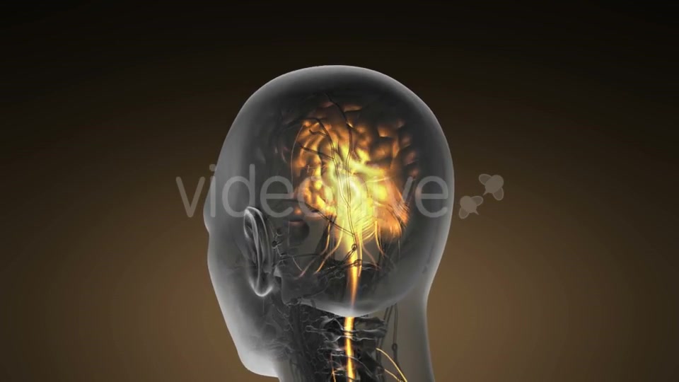Anatomy of Human Brain - Download Videohive 19893109