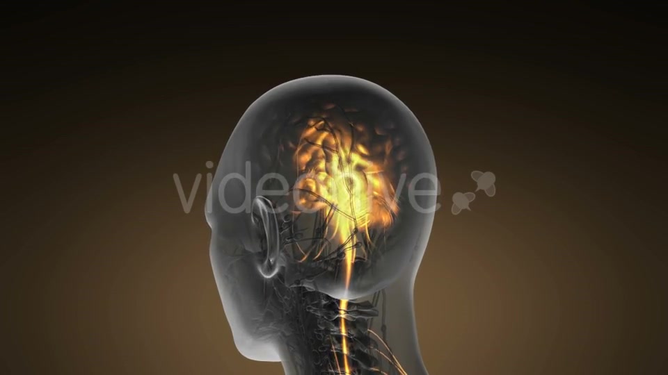 Anatomy of Human Brain - Download Videohive 19893109