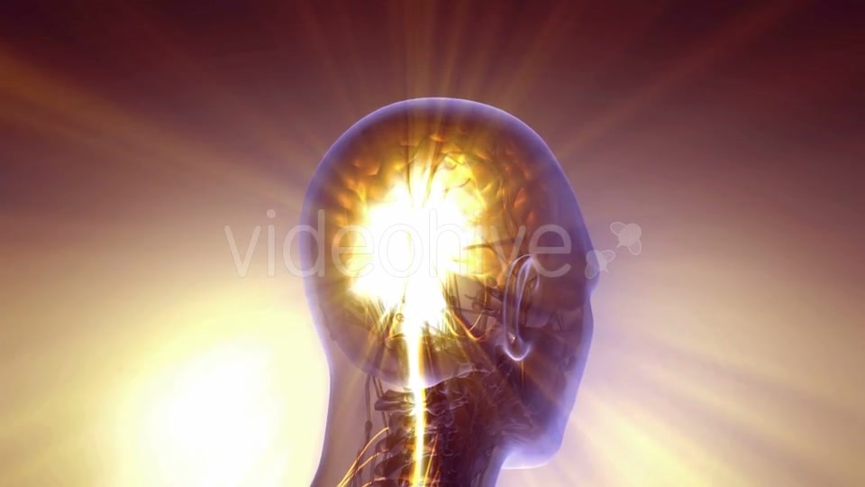 Anatomy of Human Brain - Download Videohive 20010517