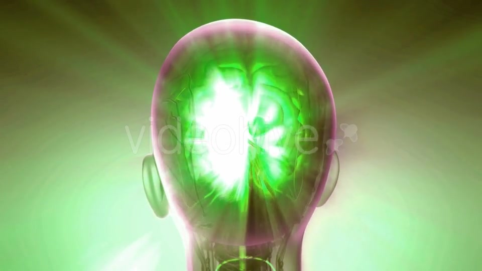 Anatomy of Human Brain - Download Videohive 20290821