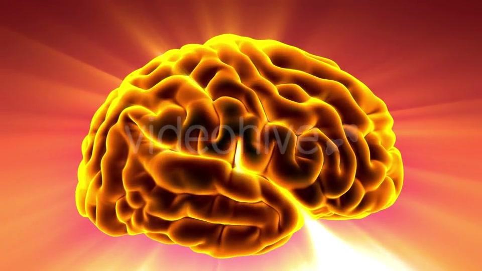 Anatomy of Human Brain - Download Videohive 20354367