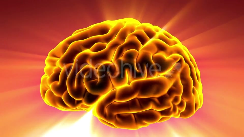 Anatomy of Human Brain - Download Videohive 20354367