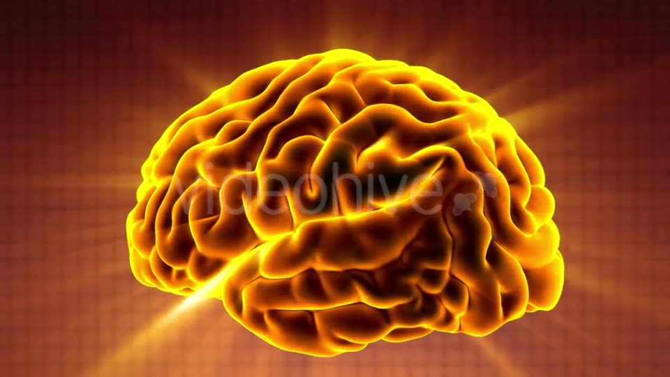 Anatomy of Human Brain - Download Videohive 20506630