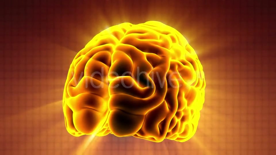 Anatomy of Human Brain - Download Videohive 20506630